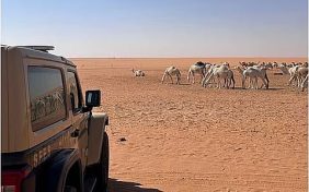 حملة حماية البيئة: غرامات رعي الإبل رادع للمخالفين