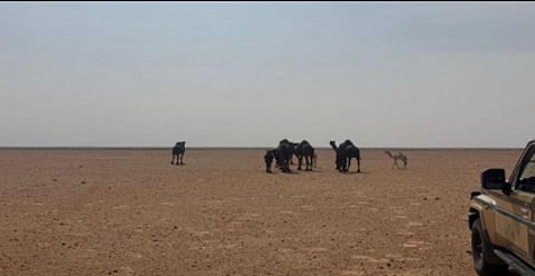 ضبط مواطن لارتكابه مخالفة رعي في محمية الإمام عبدالعزيز بن محمد الملكية