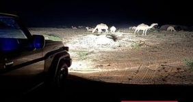 ضبط مواطن لارتكابه مخالفة رعي في محمية الملك عبدالعزيز الملكية