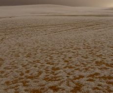 هجرة الطويلة بالأحساء تكتسي بالبياض في حالة مطرية نادرة