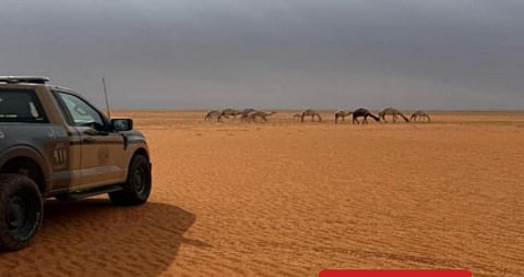 المواطنون شركاء: الإبلاغ عن الرعي الجائر في المحميات الملكية