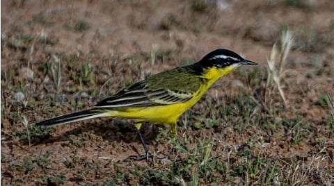 لماذا يُعد رصد طائر الذعرة الصفراء في الحدود الشمالية حدثاً مهماً؟