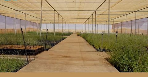 الاستدامة البيئية في العُلا: منظومة متكاملة لحفظ الطبيعة