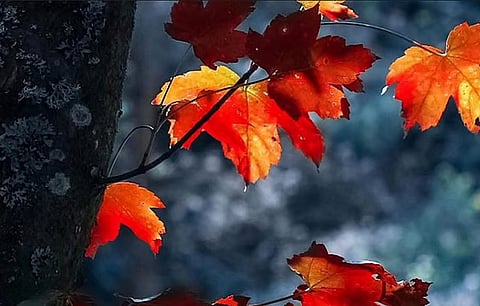 عجائب الكون في سماء أبريل: دليل شامل للمشاهدة