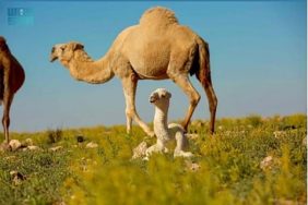 هيئة تطوير محمية الإمام تركي بن عبدالله الملكية توضح ضوابط الرعي المحدثة