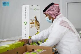 بإنتاج يتجاوز 2.5 مليون طائر شهريًا.. تبوك تواصل ريادتها في قطاع السمان