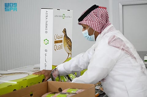 بإنتاج يتجاوز 2.5 مليون طائر شهريًا.. تبوك تواصل ريادتها في قطاع السمان