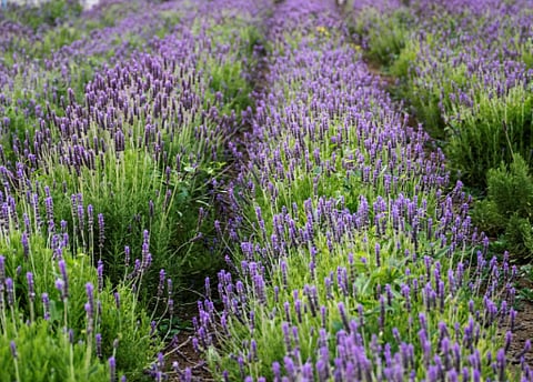 تقنيات زراعة اللافندر في الطائف واستخراج الزيوت العطرية