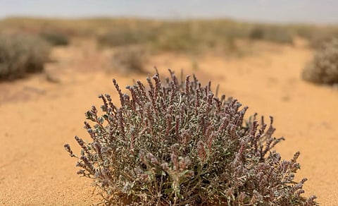 كل ما تريد معرفته عن نبات الحلم في القصيم وفوائده البيئية