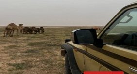 الرعي الجائر: تفاصيل ضبط مواطن مخالف بالرياض