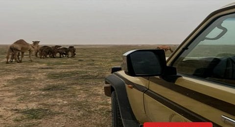 الرعي الجائر: تفاصيل ضبط مواطن مخالف بالرياض