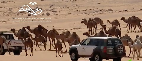 كل ما تريد معرفته عن الرعي داخل محمية الإمام عبدالعزيز بن محمد الملكية