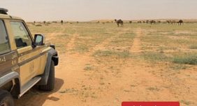القوات الخاصة للأمن البيئي تضبط 88 متناً من الإبل بمواقع محظورة