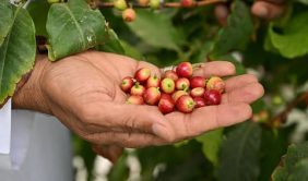 جودة وإنتاجية زراعة البن في نجران: المعايير والممارسات الأفضل