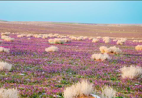 دور القطاع الخاص في تنمية الغطاء النباتي وتطوير المواقع الطبيعية