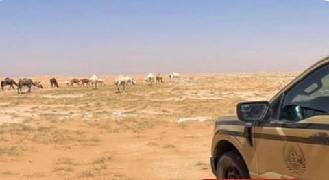 دور المواطن في الحد من مخالفات الرعي وضمان الاستدامة