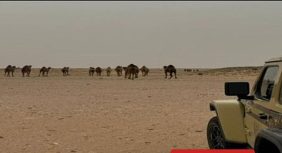 كل ما تريد معرفته عن لائحة مخالفات الرعي وغراماتها المالية