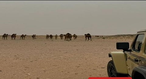 كل ما تريد معرفته عن لائحة مخالفات الرعي وغراماتها المالية