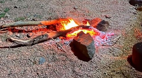 حماية الغطاء النباتي في السعودية: خطوات نحو بيئة مستدامة