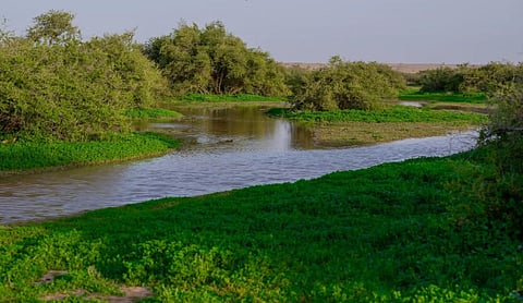«التنوع النباتي» يرسم لوحة ربيعية زاهية في رفحاء
