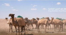 أهمية تصاريح الرعي بمحمية الملك عبد العزيز الملكية في حماية البيئة