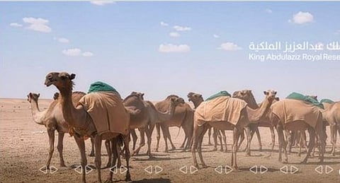 أهمية تصاريح الرعي بمحمية الملك عبد العزيز الملكية في حماية البيئة