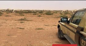 ضبط مواطن لارتكابه مخالفة رعي في محمية الملك عبدالعزيز الملكية