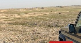 «الأمن البيئي» تضبط مواطنًا مخالفًا لرعي الإبل في محمية الملك عبدالعزيز الملكية