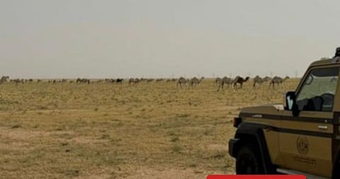 «الأمن البيئي» تضبط مواطنًا لارتكابه مخالفة رعي في محمية الملك عبدالعزيز الملكية
