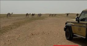 ضبط مواطن لارتكابه مخالفة رعي في محمية الملك عبدالعزيز الملكية