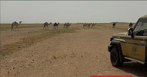 ضبط مواطن لارتكابه مخالفة رعي في محمية الملك عبدالعزيز الملكية