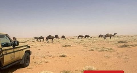 ضبط مواطن لارتكابه مخالفة رعي في محمية الإمام عبدالعزيز بن محمد الملكية
