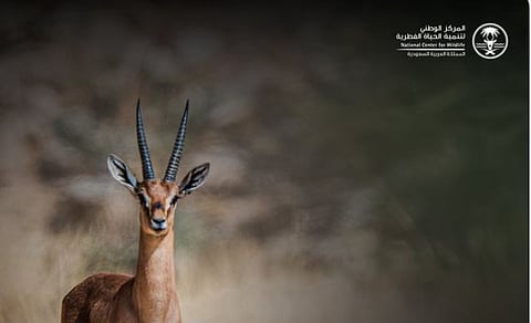 تمديد المرحلة الثالثة من مبادرة تصحيح أوضاع الكائنات الفطرية حتى 30 يونيو 2026