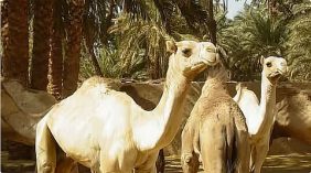 محمية الإمام عبدالعزيز بن محمد الملكية تطلق خدمة تصاريح عبور الإبل عبر منصة العرمة الرقمية