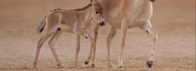 رؤية المملكة في إعادة الحمار البري الآسيوي لمواطنه الأصلية