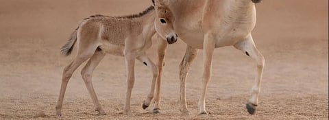 رؤية المملكة في إعادة الحمار البري الآسيوي لمواطنه الأصلية