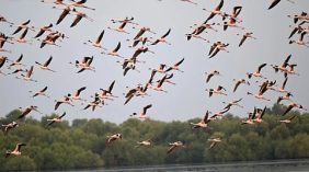 استمتع بهدوء البحر في غابات المانجروف في جازان