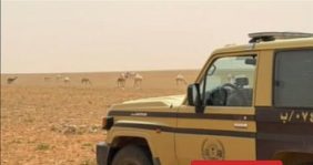 ضبط مواطن لارتكابه مخالفة رعي في محمية الإمام تركي بن عبدالله الملكية
