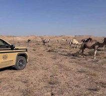 استراتيجيات حماية البيئة في السعودية ودورها في مكافحة التغير المناخي