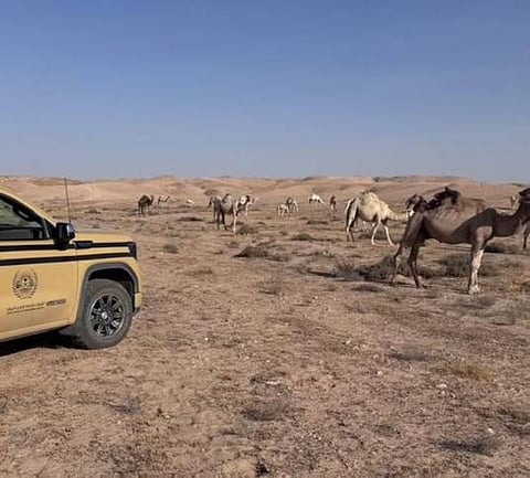 استراتيجيات حماية البيئة في السعودية ودورها في مكافحة التغير المناخي