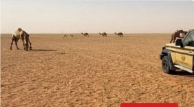 استدامة النظم البيئية داخل محمية الإمام عبدالعزيز بن محمد الملكية