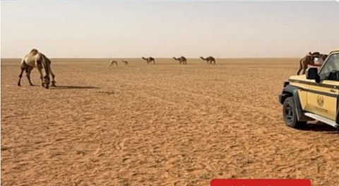 استدامة النظم البيئية داخل محمية الإمام عبدالعزيز بن محمد الملكية