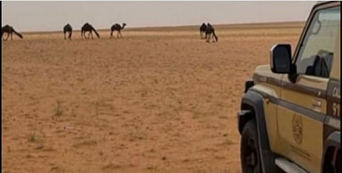الأمن البيئي يشدد الرقابة في محمية الإمام عبدالعزيز بن محمد