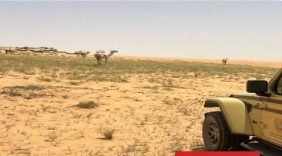 ضبط مواطن لارتكابه مخالفة رعي في محمية الملك عبدالعزيز الملكية