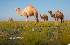 مستقبل استدامة المراعي عبر تراخيص الرعي الموسمي