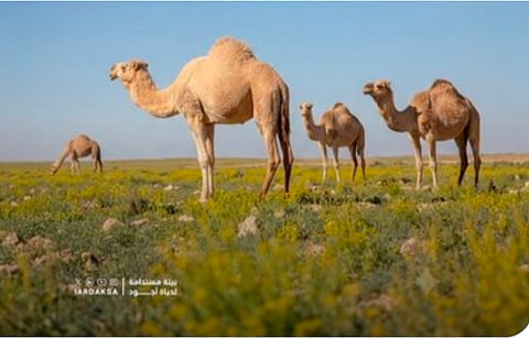 مستقبل استدامة المراعي عبر تراخيص الرعي الموسمي