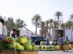 كل ما تريد معرفته عن استدامة الإنتاج في موسم الجح في القصيم