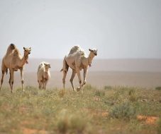 رحلة العودة للطبيعة داخل محمية الإمام تركي بن عبدالله الملكية
