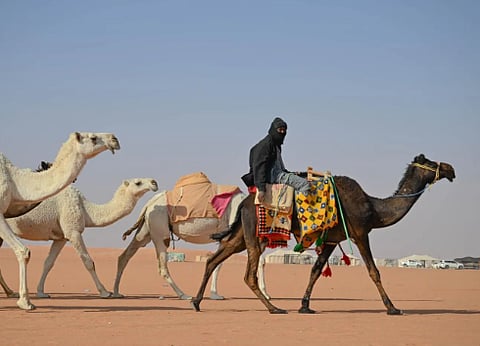 تطبيع الإبل والرفق بالحيوان: رؤية حديثة للموروث الشعبي