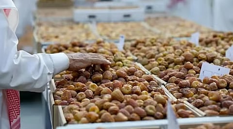 رطب الشيشي في السعودية ودوره في دعم الاقتصاد الزراعي الوطني